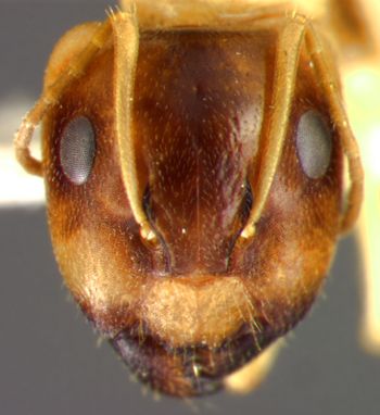 Media type: image;   Entomology 22947 Aspect: head frontal view